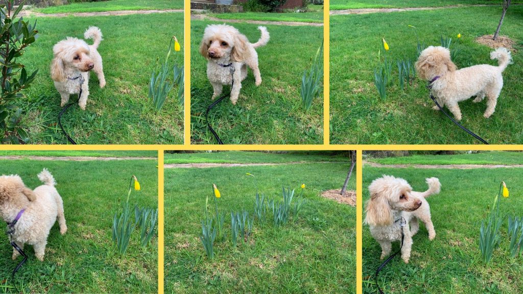 Montage of small poodle not looking at camera next to bed of daffodils just starting to bloom