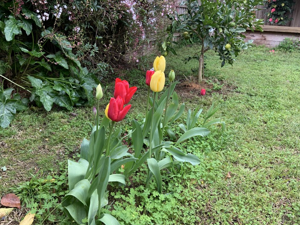 tulips growing in the garden with laden lime tree in the background